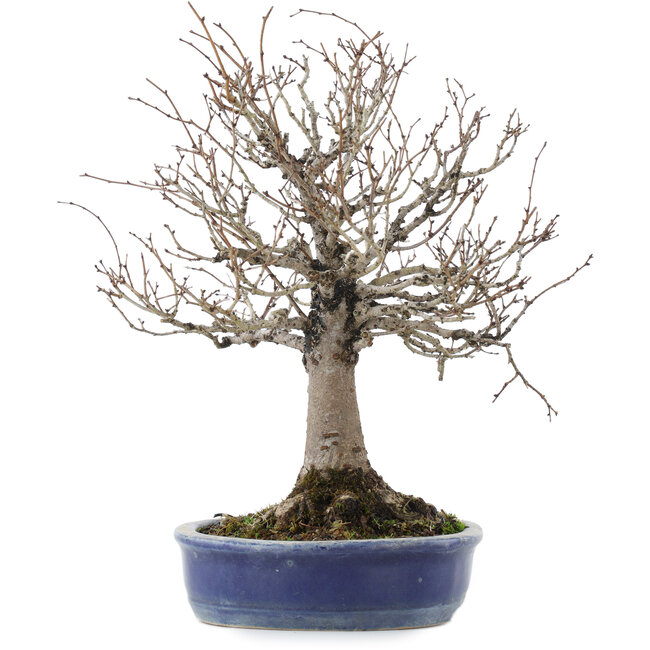 Zelkova serrata, 26,5 cm, ± 20 jaar oud