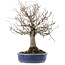 Zelkova serrata, 26,5 cm, ± 20 ans