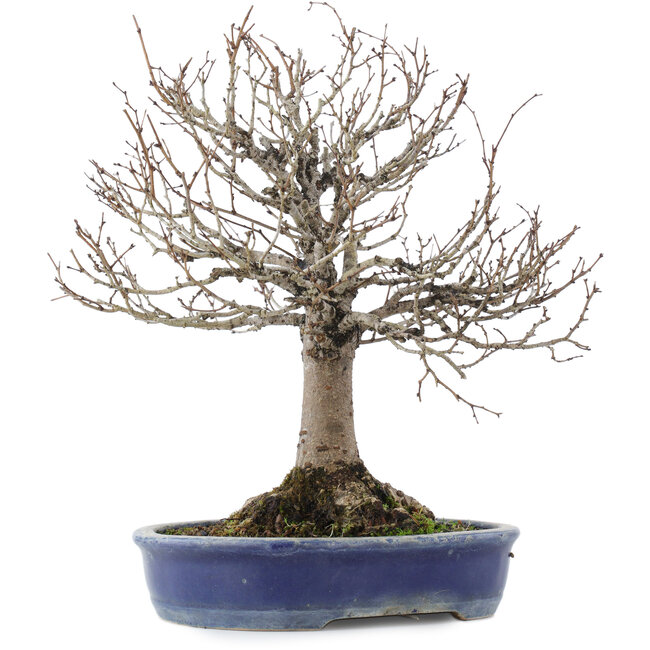 Zelkova serrata, 26,5 cm, ± 20 ans