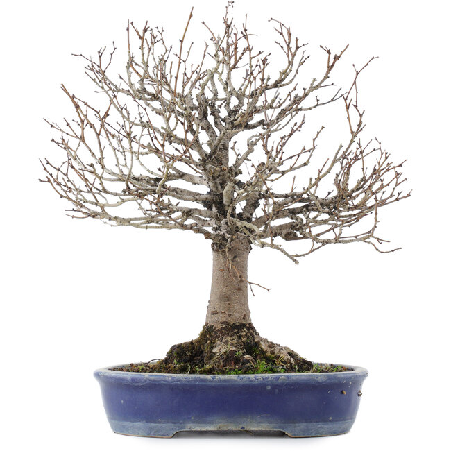 Zelkova serrata, 26,5 cm, ± 20 jaar oud