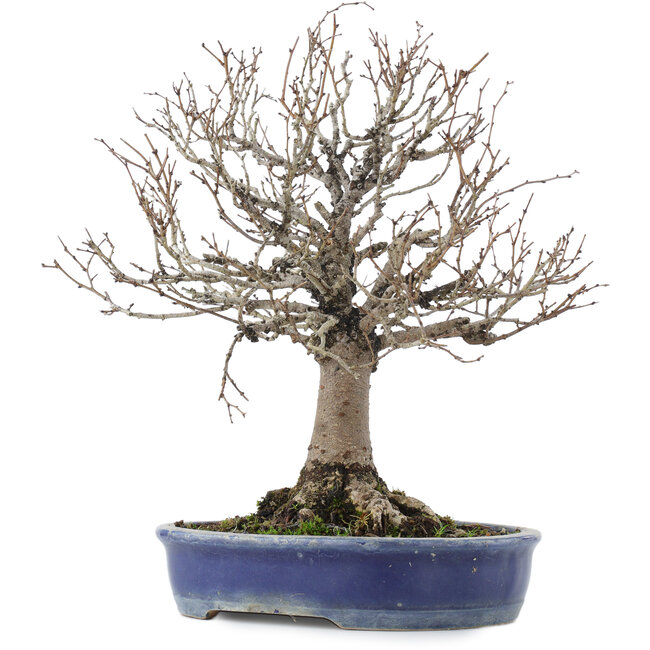 Zelkova serrata, 26,5 cm, ± 20 anni