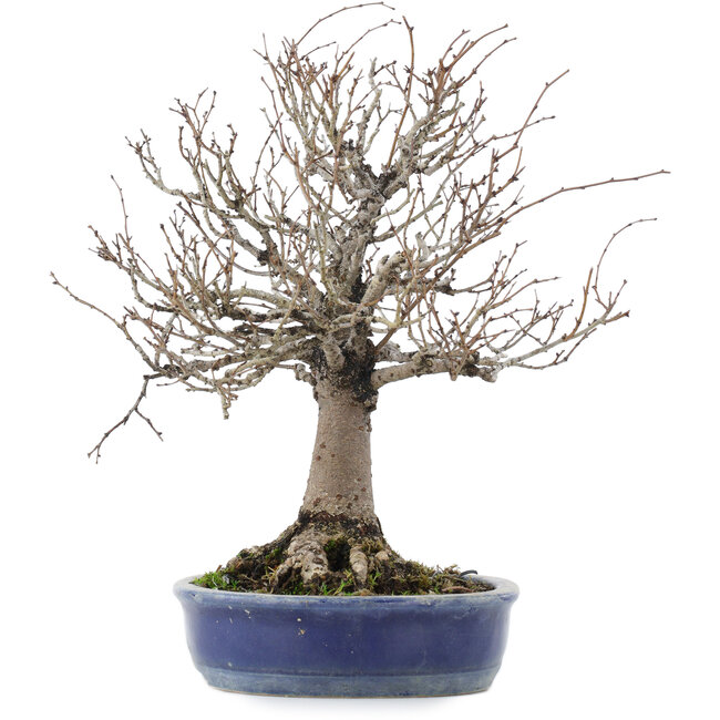 Zelkova serrata, 26,5 cm, ± 20 jaar oud