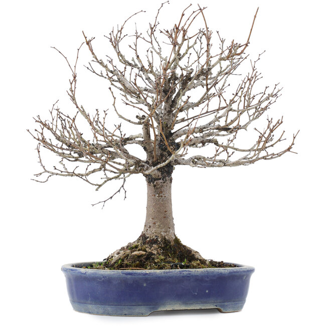 Zelkova serrata, 26,5 cm, ± 20 ans