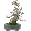 Ilex serrata, 17 cm, ± 15 years old