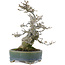 Ilex serrata, 17 cm, ± 15 Jahre alt