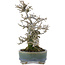 Ilex serrata, 17 cm, ± 15 years old