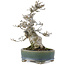 Ilex serrata, 17 cm, ± 15 Jahre alt