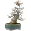 Ilex serrata, 17 cm, ± 15 years old