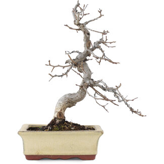 Carpinus coreana, 20 cm, ± 10 anni