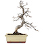 Carpinus coreana, 20 cm, ± 10 anni