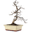 Carpinus coreana, 20 cm, ± 10 Jahre alt