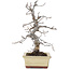 Carpinus coreana, 20 cm, ± 10 Jahre alt