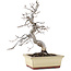 Carpinus coreana, 20 cm, ± 10 Jahre alt