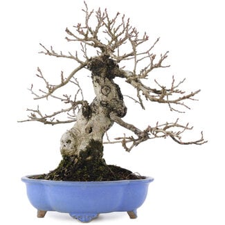 Carpinus coreana, 21 cm, ± 20 Jahre alt