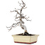 Carpinus coreana, 20 cm, ± 10 Jahre alt