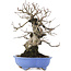 Carpinus coreana, 21 cm, ± 20 Jahre alt