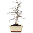 Carpinus coreana, 20 cm, ± 10 years old