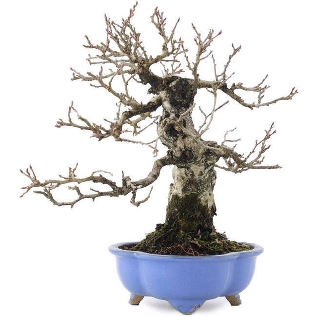 Carpinus coreana, 21 cm, ± 20 years old