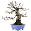 Carpinus coreana, 21 cm, ± 20 ans