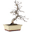 Carpinus coreana, 20 cm, ± 10 anni