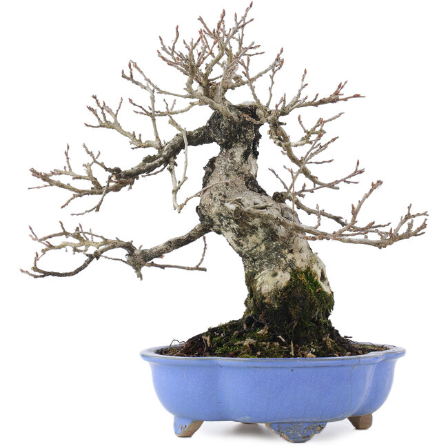 Carpinus coreana, 21 cm, ± 20 ans