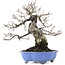 Carpinus coreana, 21 cm, ± 20 ans