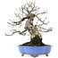 Carpinus coreana, 21 cm, ± 20 Jahre alt