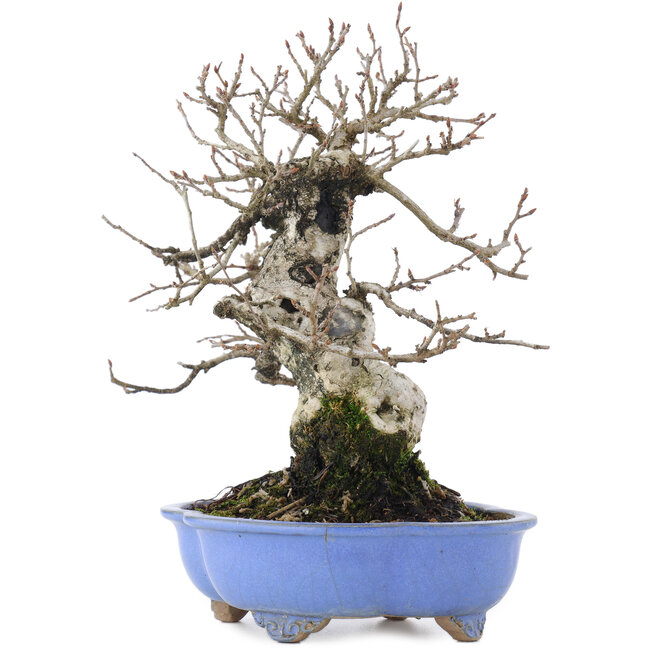 Carpinus coreana, 21 cm, ± 20 anni