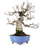 Carpinus coreana, 21 cm, ± 20 Jahre alt