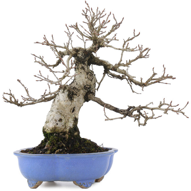 Carpinus coreana, 21 cm, ± 20 years old