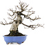Carpinus coreana, 21 cm, ± 20 ans