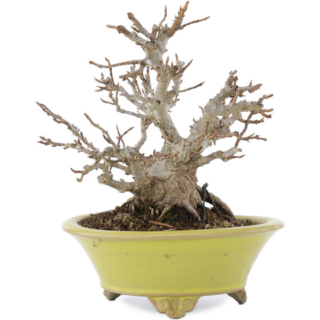 Acer buergerianum, 12 cm, ± 20 years old, in a handmade Japanese pot by Bigei