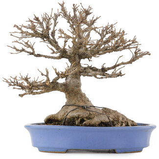 Hattori Acer buergerianum, 22 cm, ± 40 jaar oud