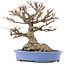 Acer buergerianum, 22 cm, ± 40 anni, con un nebari di 14 cm