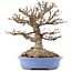 Acer buergerianum, 22 cm, ± 40 años, con un nebari de 14 cm