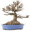 Acer buergerianum, 22 cm, ± 40 años, con un nebari de 14 cm