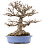 Acer buergerianum, 22 cm, ± 40 anni, con un nebari di 14 cm