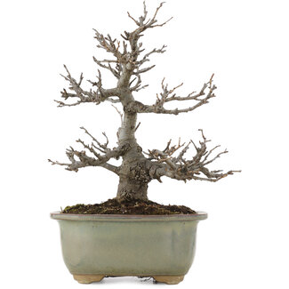 Pourthiaea villosa, 26 cm, ± 15 anni