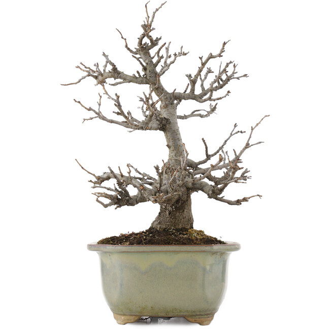 Pourthiaea villosa, 26 cm, ± 15 jaar oud