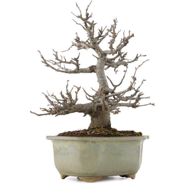 Pourthiaea villosa, 26 cm, ± 15 ans