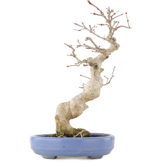  Hattori Tomoyuki Acer palmatum, 24 cm, ± 20 jaar oud