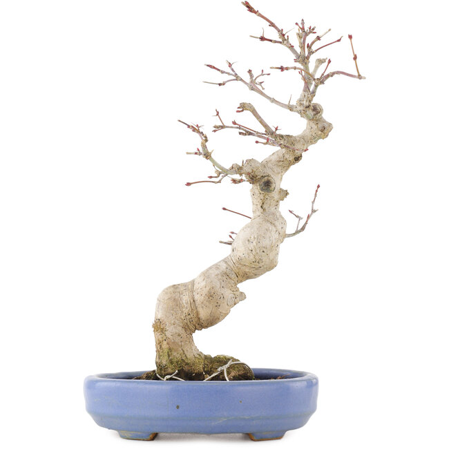 Acer palmatum, 24 cm, ± 20 jaar oud, in een handgemaakte Japanse pot van Hattori