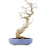 Acer palmatum, 24 cm, ± 20 años, en una maceta japonesa hecha a mano por Hattori