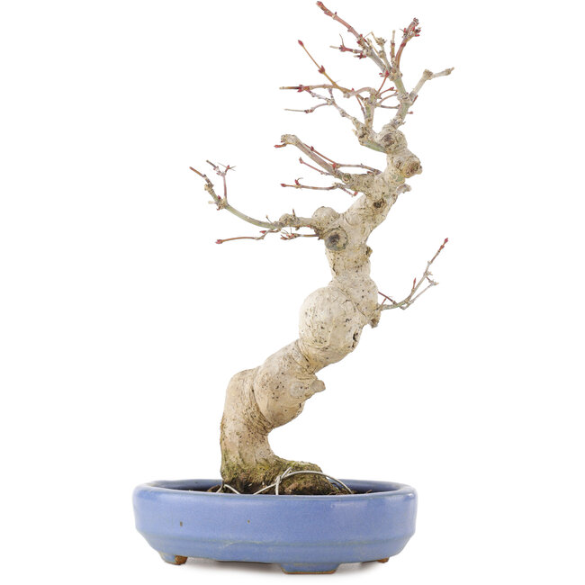 Acer palmatum, 24 cm, ± 20 Jahre alt, in einem handgefertigten japanischen Topf von Hattori