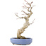 Acer palmatum, 24 cm, ± 20 ans, dans un pot japonais fait main par Hattori