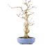Acer palmatum, 24 cm, ± 20 jaar oud, in een handgemaakte Japanse pot van Hattori