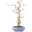 Acer palmatum, 24 cm, ± 20 years old, in a handmade Japanese pot by Hattori