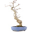 Acer palmatum, 24 cm, ± 20 anni, in un vaso giapponese fatto a mano da Hattori