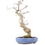 Acer palmatum, 24 cm, ± 20 jaar oud, in een handgemaakte Japanse pot van Hattori