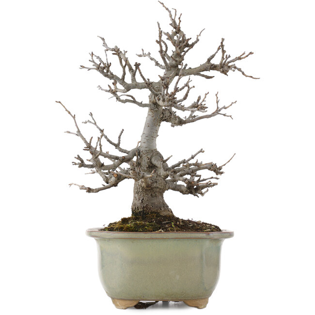 Pourthiaea villosa, 26 cm, ± 15 jaar oud